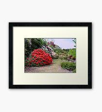 A New Zealand Garden Framed Print