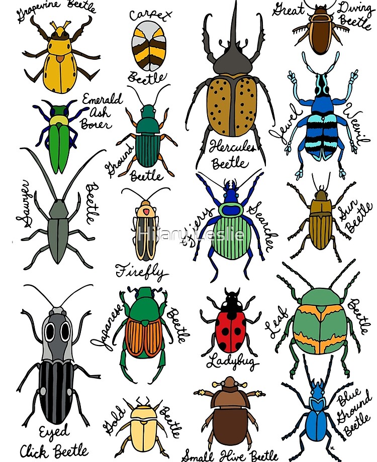 Beetles || Bugs || Insects || Pattern Beetles || Bugs || Insects || Pattern