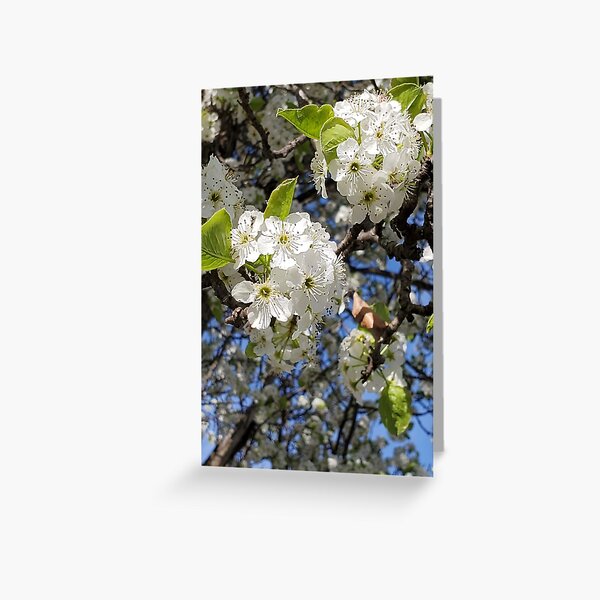 Glorious tree blossoms and blue skies Greeting Card