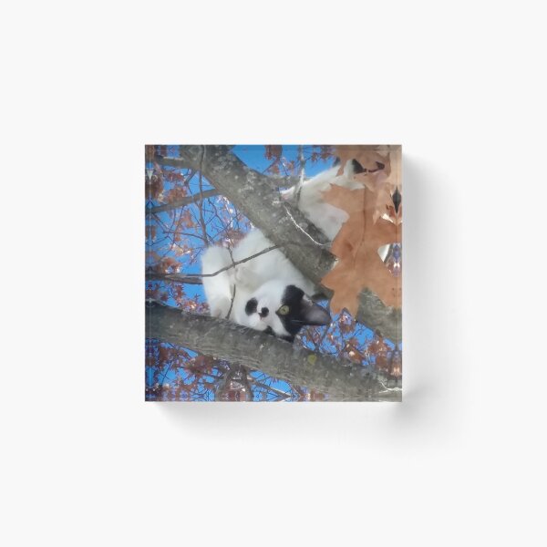 Item preview, Cat in Tree Look Mom - Girly in the Tree designed and sold by f2error.