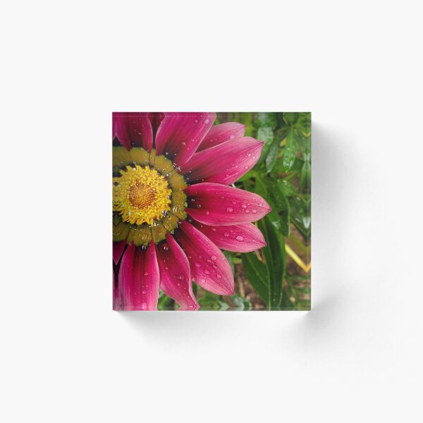 Echinachea flower with morning raindrops Acrylic Block