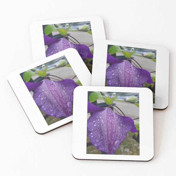 Purple Clematis with Raindrops - close up Coasters (Set of 4)