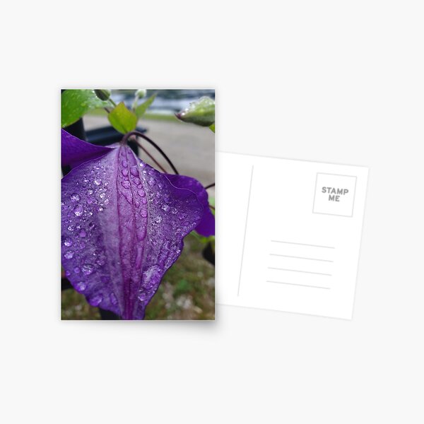 Purple Clematis with Raindrops - close up Postcard