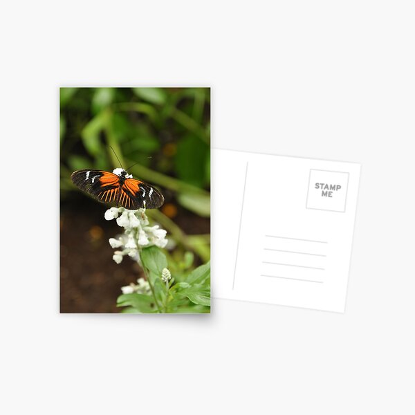 Butterfly on a Flower Postcard