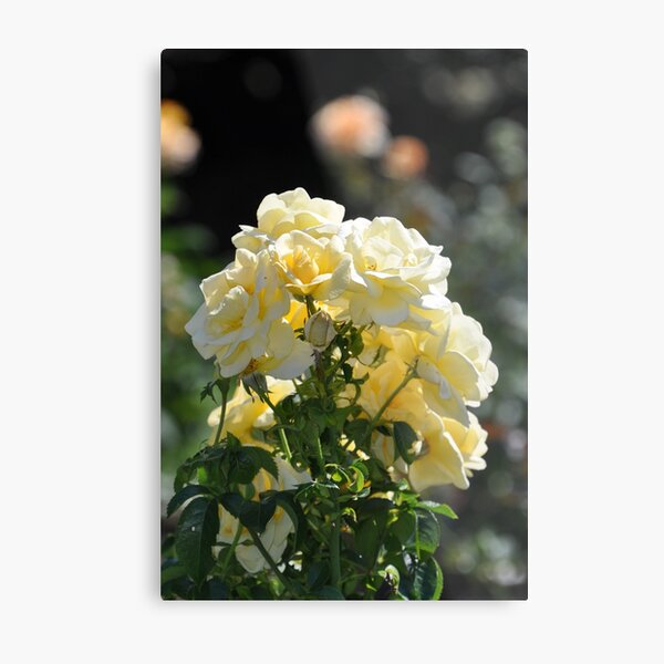 Yellow Roses Metal Print