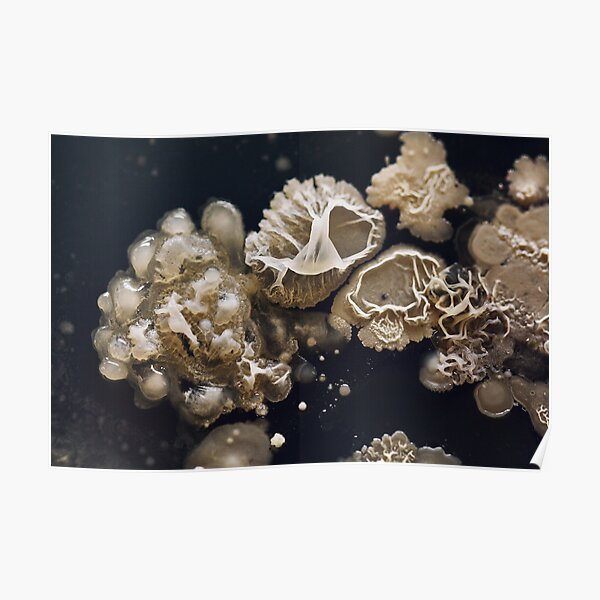 Bacillus explosion Poster