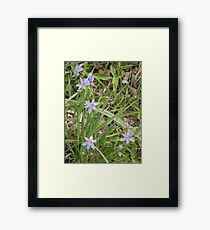 Blue-Eyed Grass Framed Print