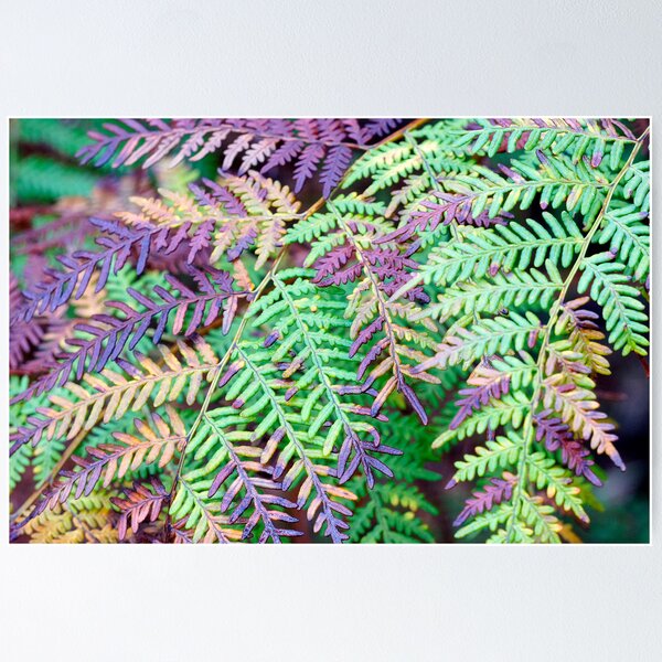 Item preview, Fernacular designed and sold by Harry Oldmeadow.