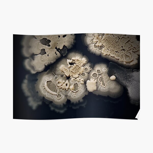 Bacillus Texture Poster