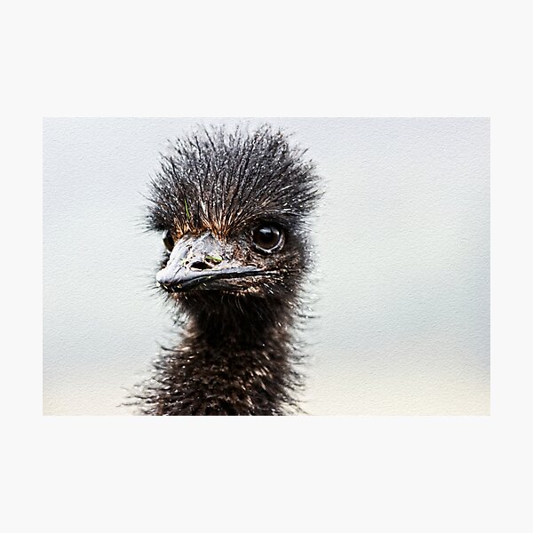 Emu Photographic Print