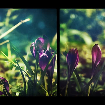 Artwork thumbnail, Spring Magic (Diptych) by Sybille Sterk