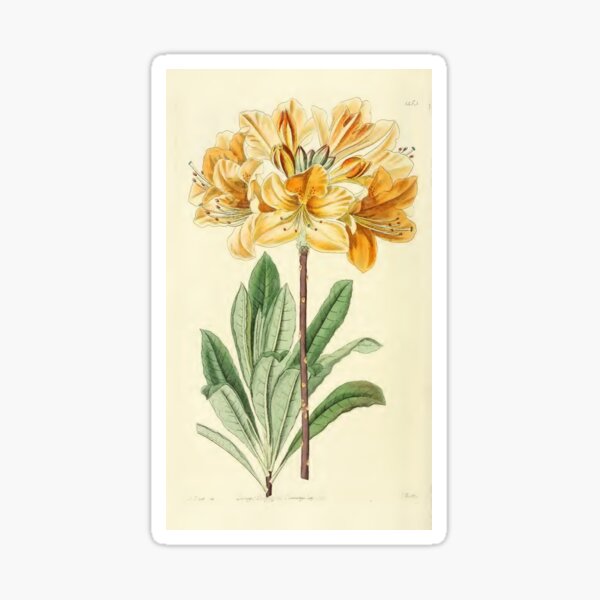 Item preview, Edwards Botanical designed and sold by uniquesparrow.
