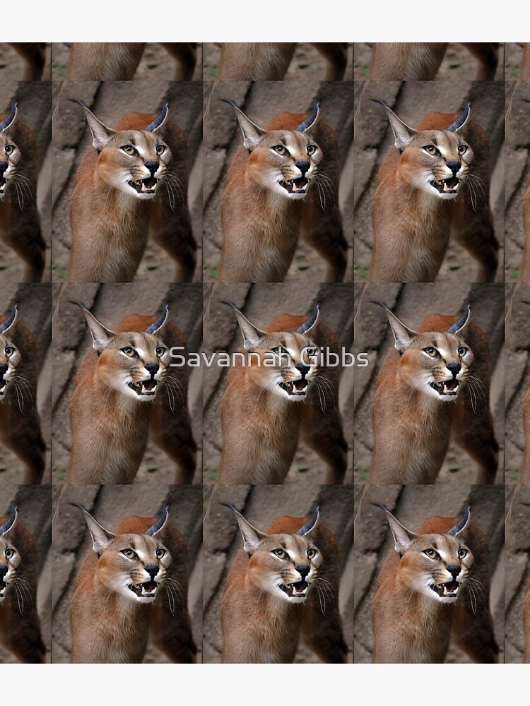 Caracal by venny