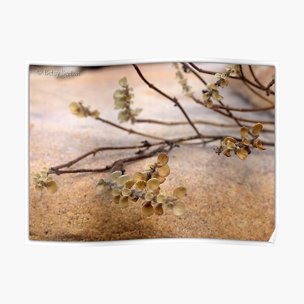 NATURE'S CANVAS Poster