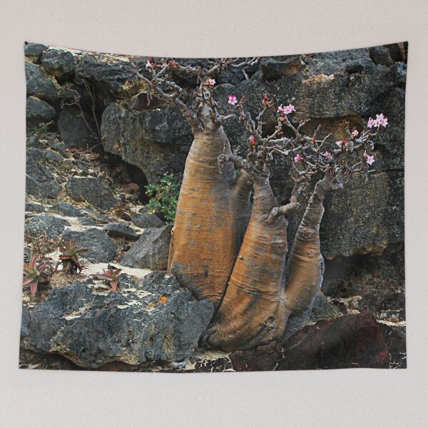 Item preview, Rare Exotic Desert Rose Tree flowering,  Socotra Island designed and sold by worldways.