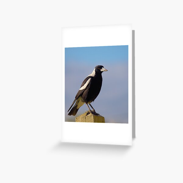 Australian Magpie #2 Greeting Card