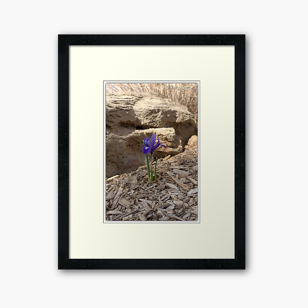 SOLO AND STRONG Framed Art Print