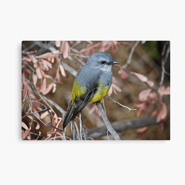 Western Yellow Robin Canvas Print