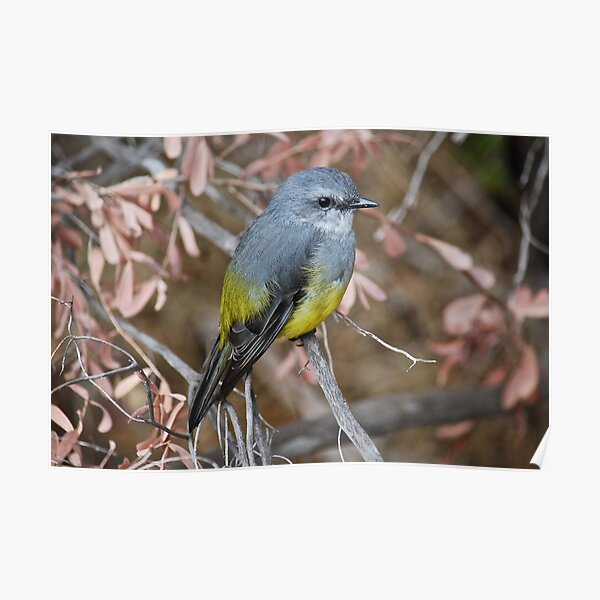 Western Yellow Robin Poster