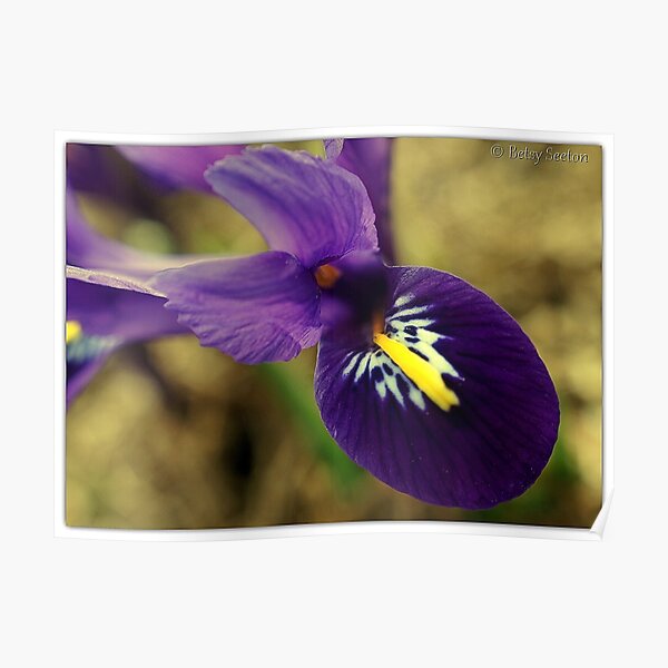 MARCH FLOWERS 1 of 4 Poster