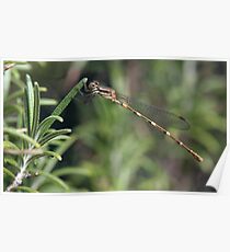 Dragonfly Poster