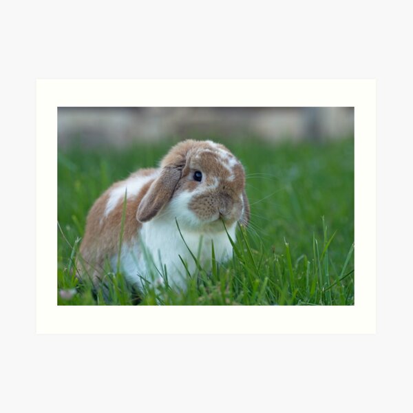 Brown and White Holland Lop Rabbit Munching on Grass Art Print