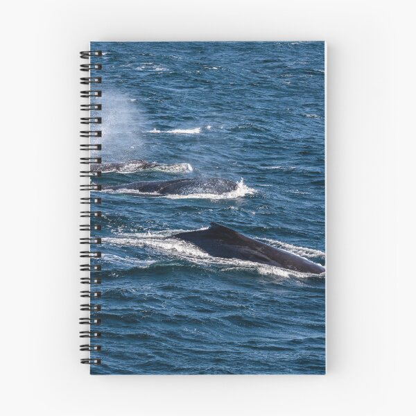 Item preview, three humpback whales designed and sold by justine Gordon.