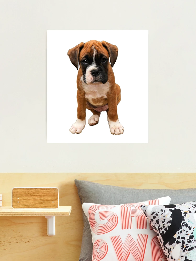 Boxer Cute Puppy Dog