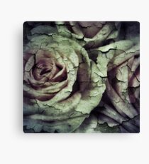 Old Rose Canvas Print