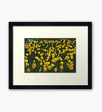 Yellow Daffodil Field Framed Print