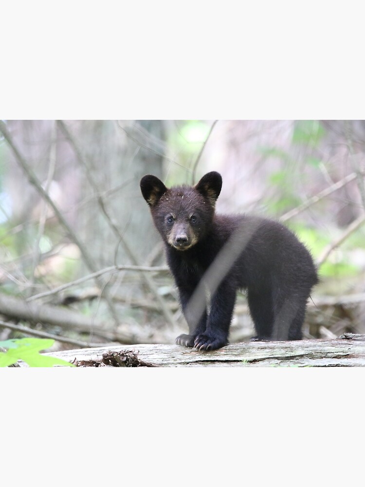 American Black Bear with Cubs Kids T-Shirt