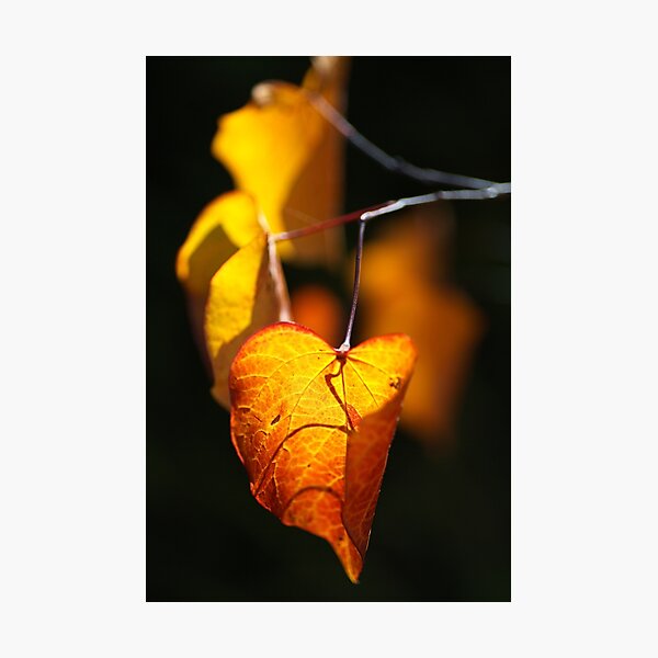 Item preview, Golden Light Autumn Leaves designed and sold by Joy Watson - Natural Light Photography .