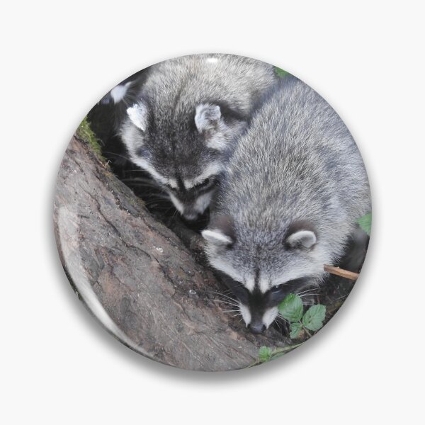 Item preview, Three little raccoons all in a row designed and sold by RichImage.