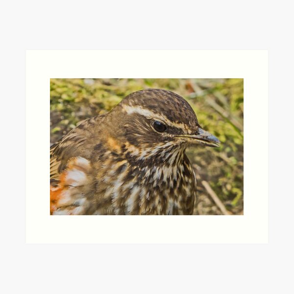Item preview, Redwing Up-Close designed and sold by MikeSquires.