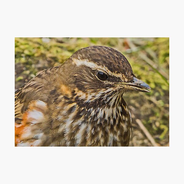 Item preview, Redwing Up-Close designed and sold by MikeSquires.