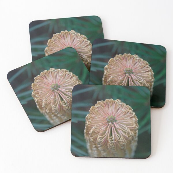 Item preview, Banksia spinulosa 'Schnapper Point' designed and sold by Amy Akers.