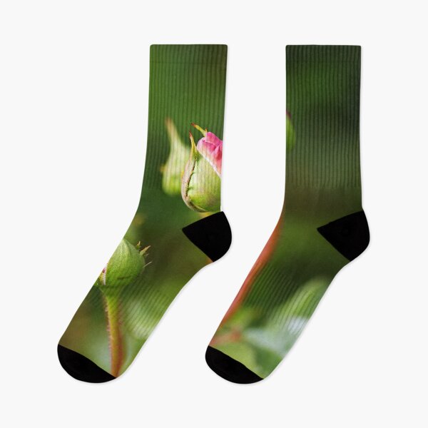 Item preview, Five Pink Rose In Buds designed and sold by Joy Watson - Natural Light Photography .