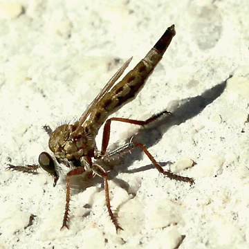 Artwork thumbnail, Robber fly by Rina Greeff