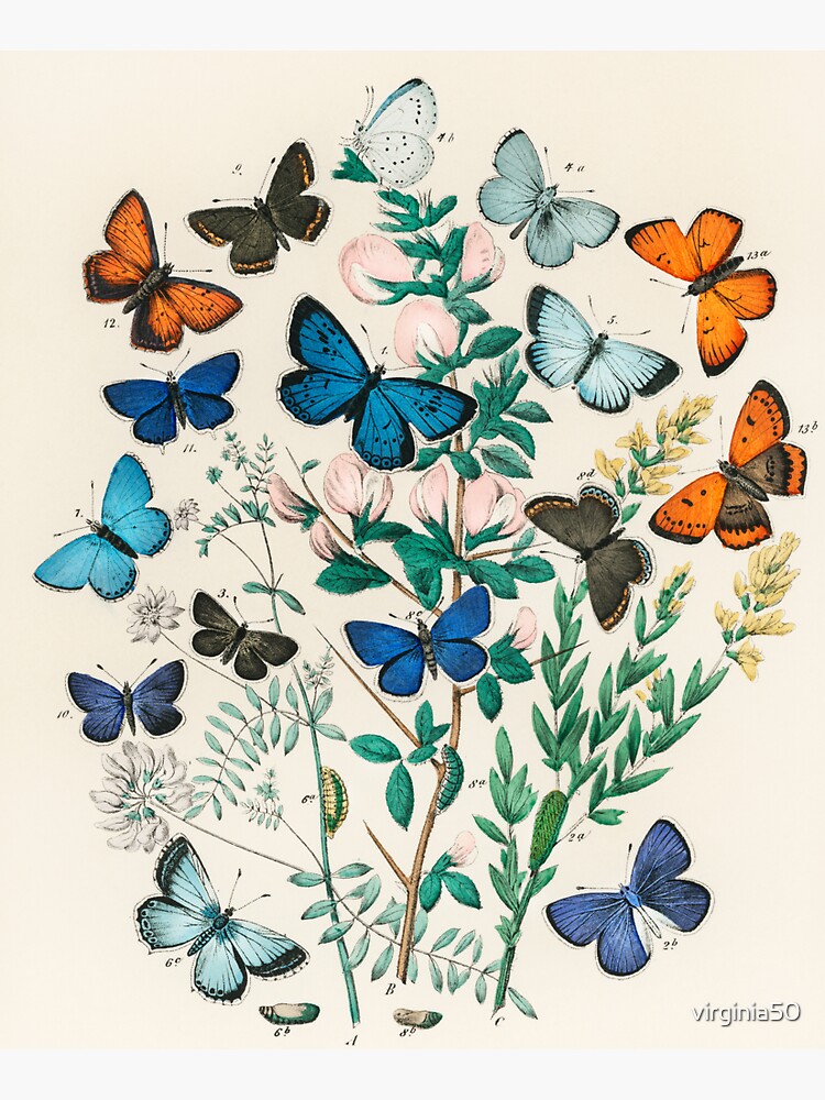 Butterflies, vintage illustrations by virginia50