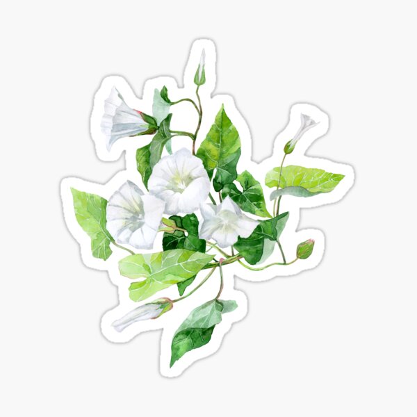 Bindweed white flower Sticker