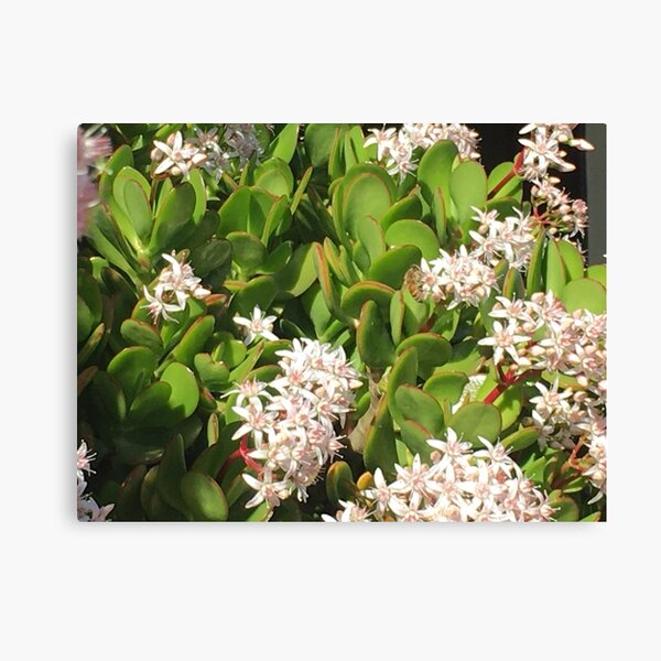 Bees Canvas Print