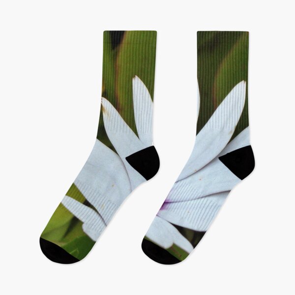 Item preview, White Blue-Eyed Daisy, Tresco Abbey Gardens designed and sold by niki2028.