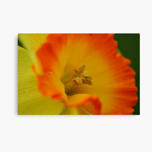 Daffodil Canvas Print