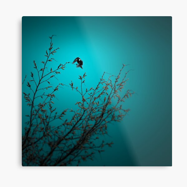 sparrow (002) Metal Print