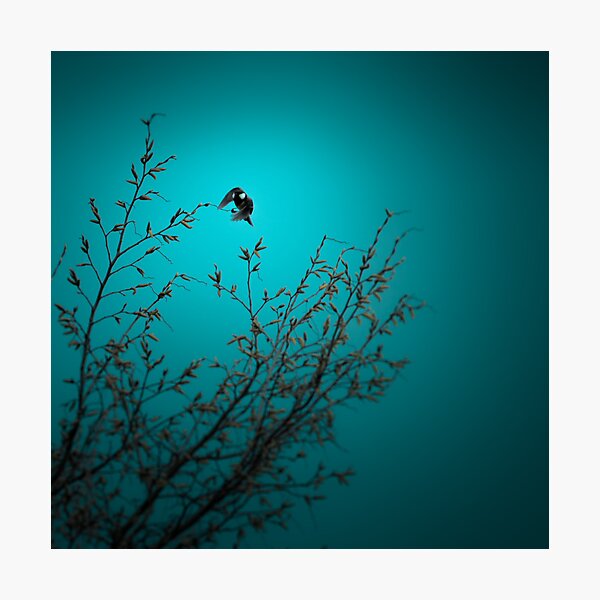 sparrow (002) Photographic Print