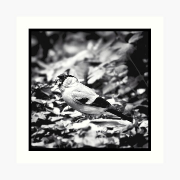 sparrow (003) Art Print
