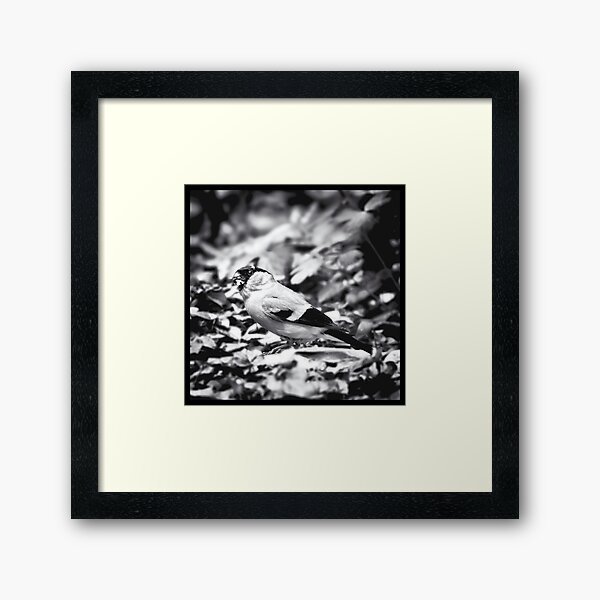 sparrow (003) Framed Art Print