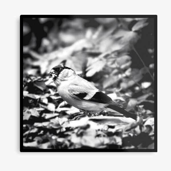 sparrow (003) Metal Print