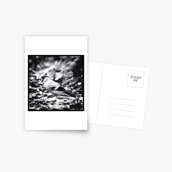 sparrow (003) Postcard