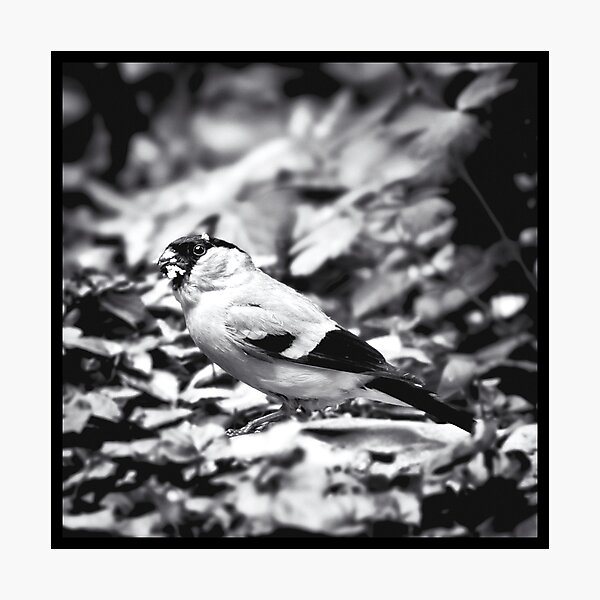 sparrow (003) Photographic Print